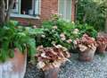 Refreshing your evergreen containers and companion planting