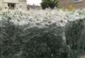 Caterpillars cover entire hedge with huge web