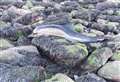 Dead dolphin stranded on rocks