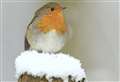 RSPB give tips on feeding birds in winter