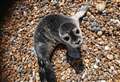Young seal pup found dehydrated in heat