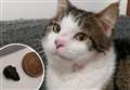 Cat shot in face with air rifle