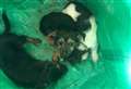Shock as mum dog and four puppies dumped in field