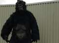 Gorilla man grounded by space boffins