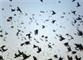 Bird lovers to flock to Migration Day