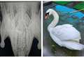 Investigation launched after swan shot eight times with air gun