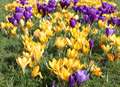 Planning ahead for winter colour and spring bulbs
