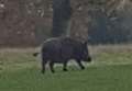 'Intimidating' wild boar spotted in park