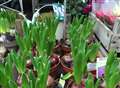 Hyacinths again and again
