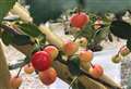 Struggle to sell Kentish cherries in wake of pandemic