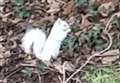 Watch footage of rare albino squirrel bounding about