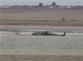 Huge whale stranded in the Swale brought to shore