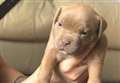 Stolen puppies returned to owner
