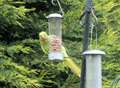 Parakeets continue to colonise Kent