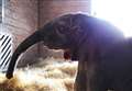Adorable baby elephant born