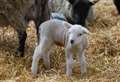 Rural college invites families to see newborn lambs this spring