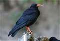 Archbishop supports project to bring rare birds back to Kent