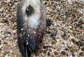 Dead porpoise found on beach with fins ‘cut off’