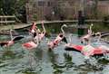 Flamingos finally free after bird flu outbreak