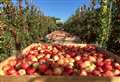 Fruit growers looking for seasonal workers 