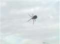 False widow spider spotted in Herne Bay