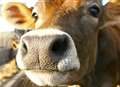 Polish worker electrocuted 'trying to help cow'
