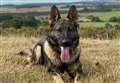 Police dog tracks down suspect 'after fleeing crash'
