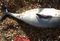 Plastic row after porpoise washed up