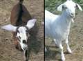 No kidding! Joy as stolen goats return to farm shop