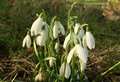 Snowdrops are springing up across Kent