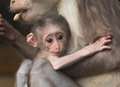 Animal lovers can help name new monkey