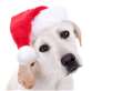 Santa Paws set to get tails wagging