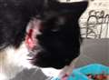 Cat with a wound on its cheek goes missing on trip to the vets