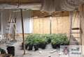 Suspect in court after 102 cannabis plants found