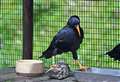 Rare bird reintroduced to Kent after 200 years