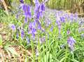 Month of bluebells and tadpoles