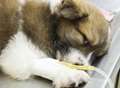 Dog owners warned to protect against deadly virus