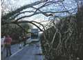 Heroic bus driver not stumped by large falling tree