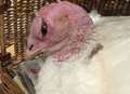 Things are looking up for rescued turkey after eye op