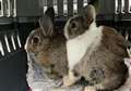 Cute bunnies found dumped in boxes on roadside