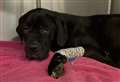Stray puppy dies after being found in poor condition