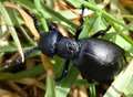 Rare 'piggy back' beetle seen in Kent