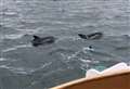 “Spectacular” dolphins spotted from lifeboat