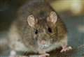 Rat-borne disease warning