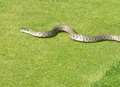 Snake in the grass joins golfers for round