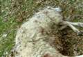 Pregnant ewes torn apart by dogs