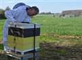 Beekeeper left devastated after hives stolen