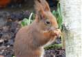 Sad ending for escaped red squirrel