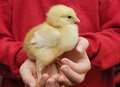 Schools 'helping drive cruel trade in chicks'