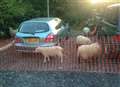 'Sheepish' animals escaped onto main road